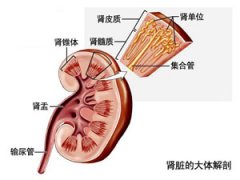 做肾穿刺副作用是什么?